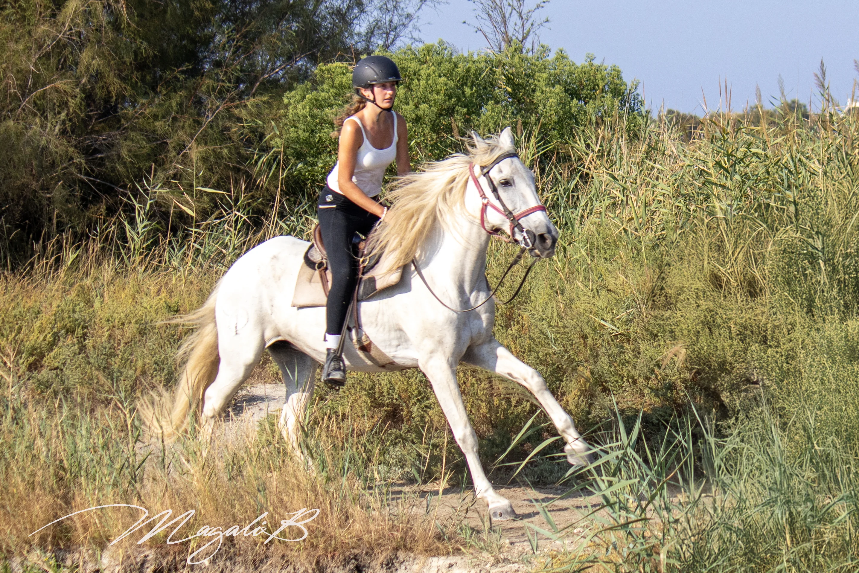 Galop en Camargue