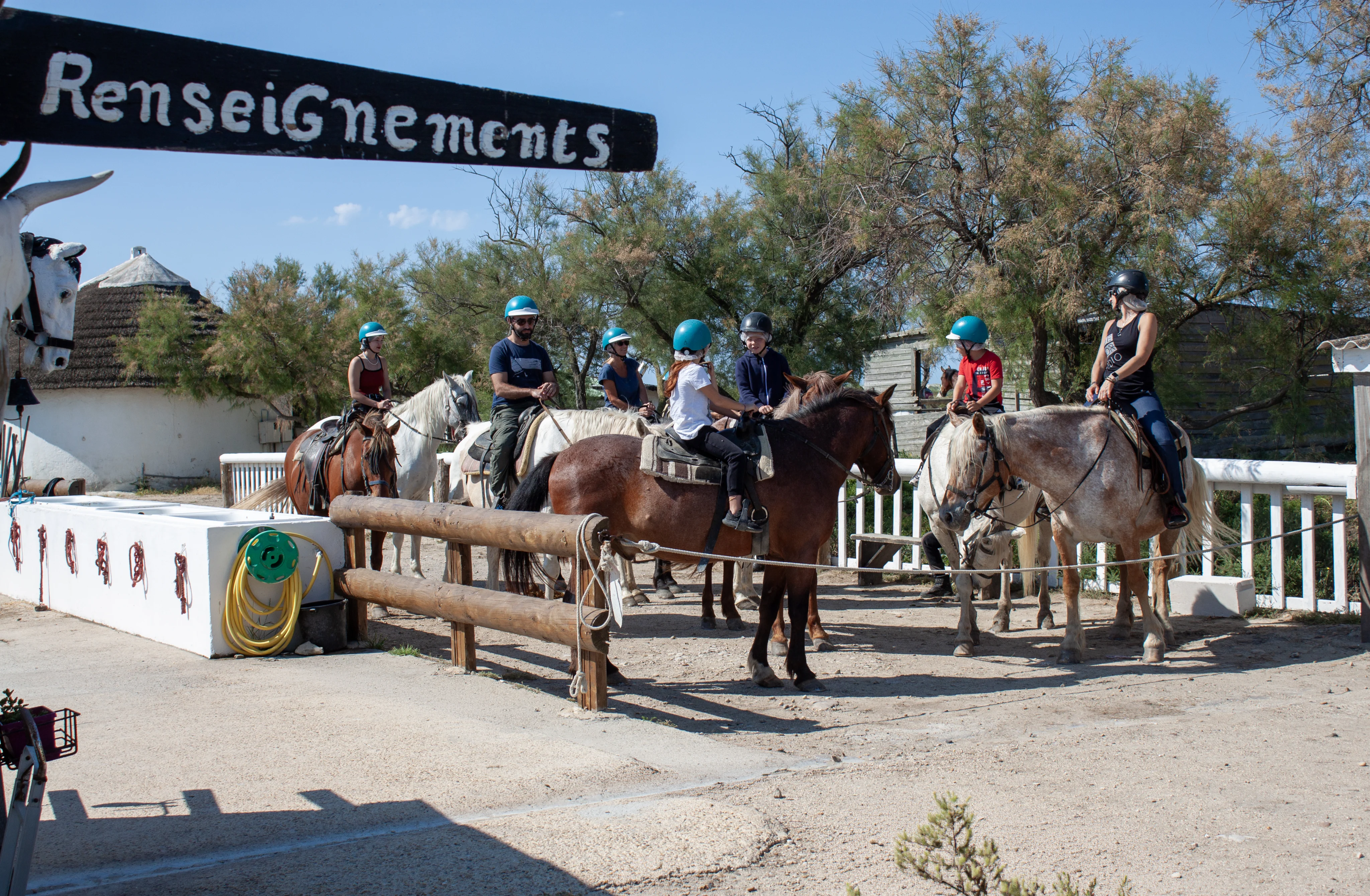 Cavailers au coucher du soleil