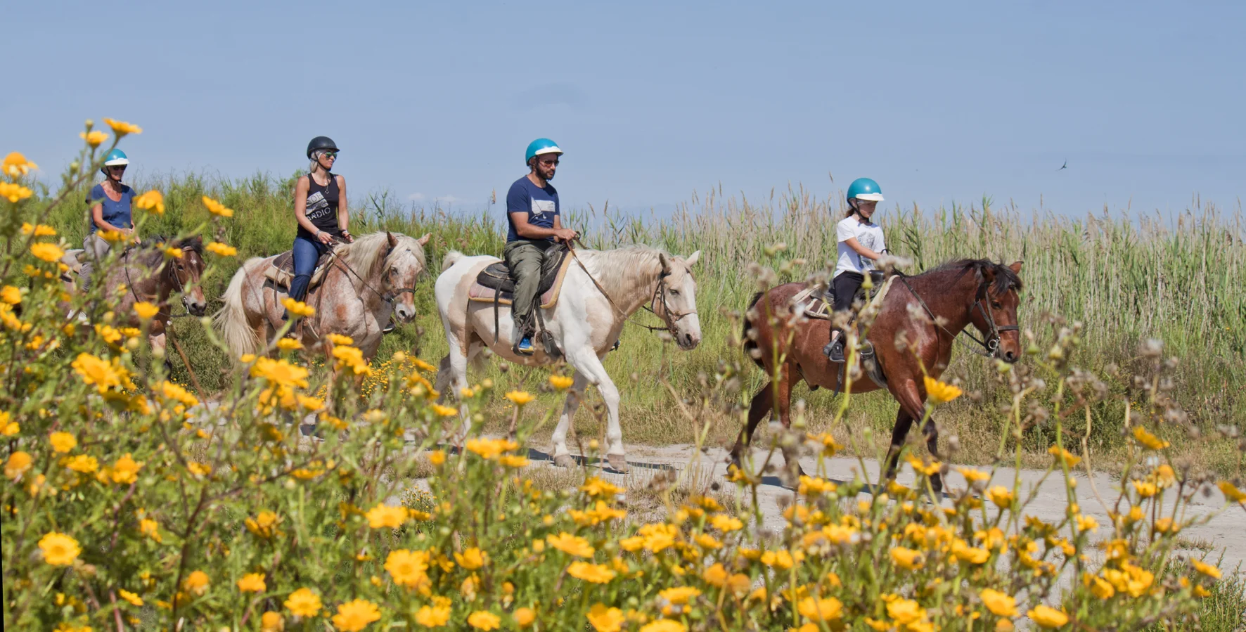 Galop sur le sable