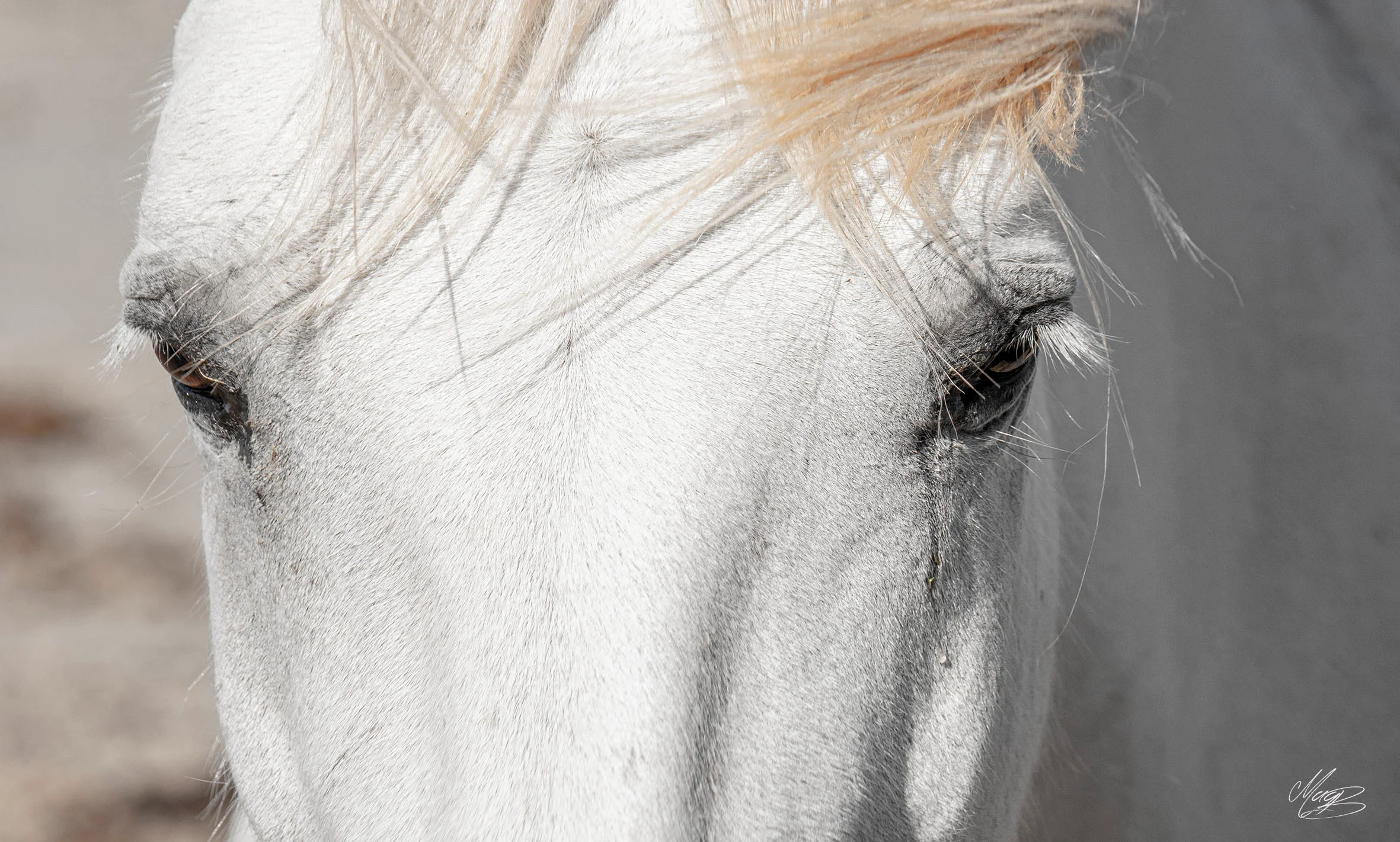 Portrait de cheval Camargue