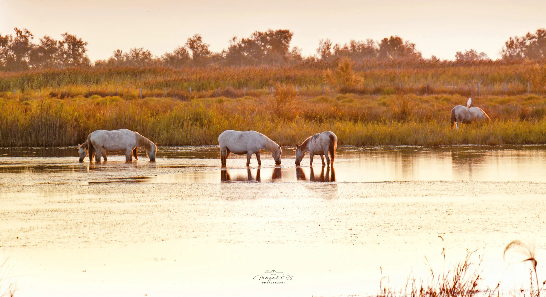 Cheval Camargue en liberté
