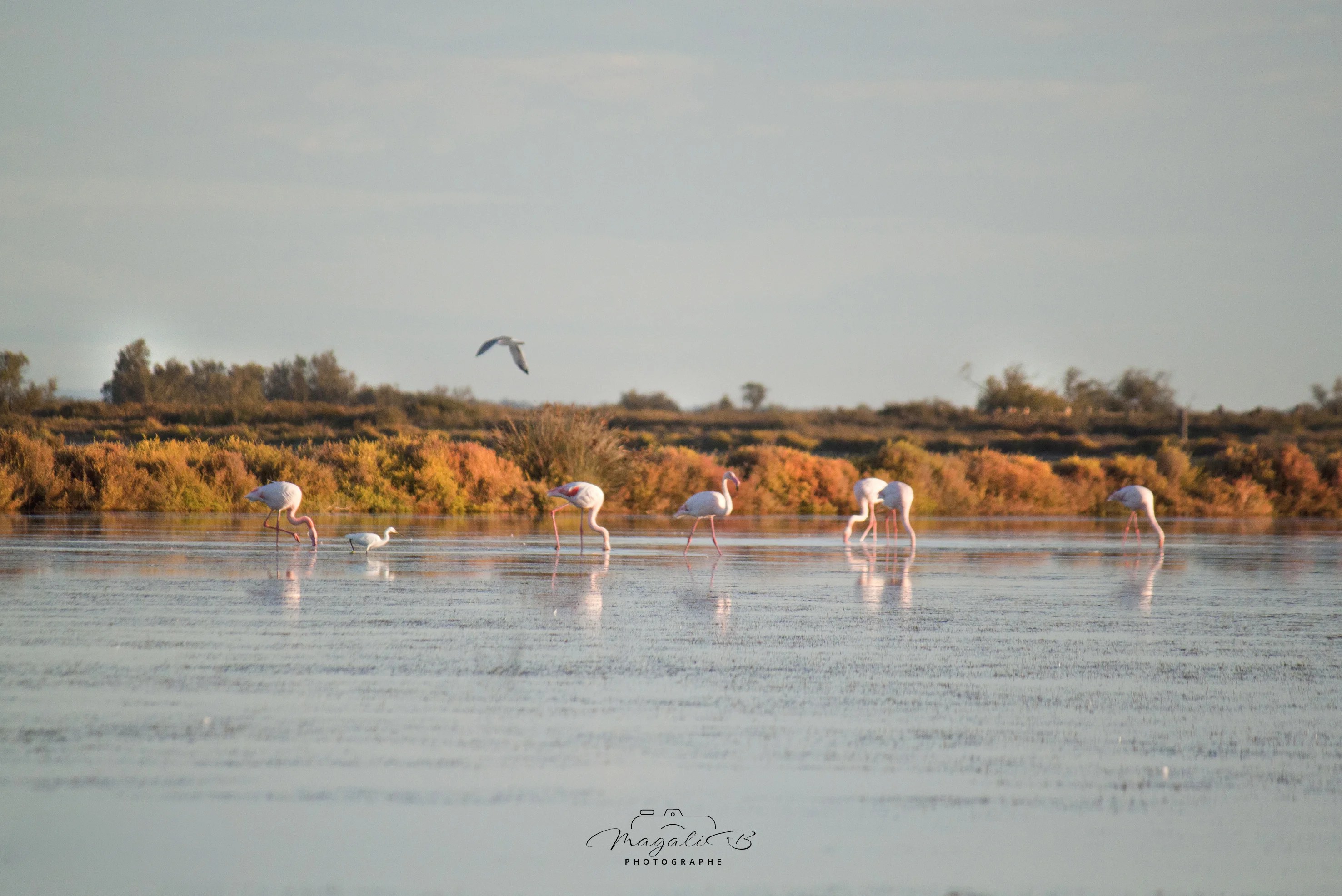 Flamants roses dans les marais