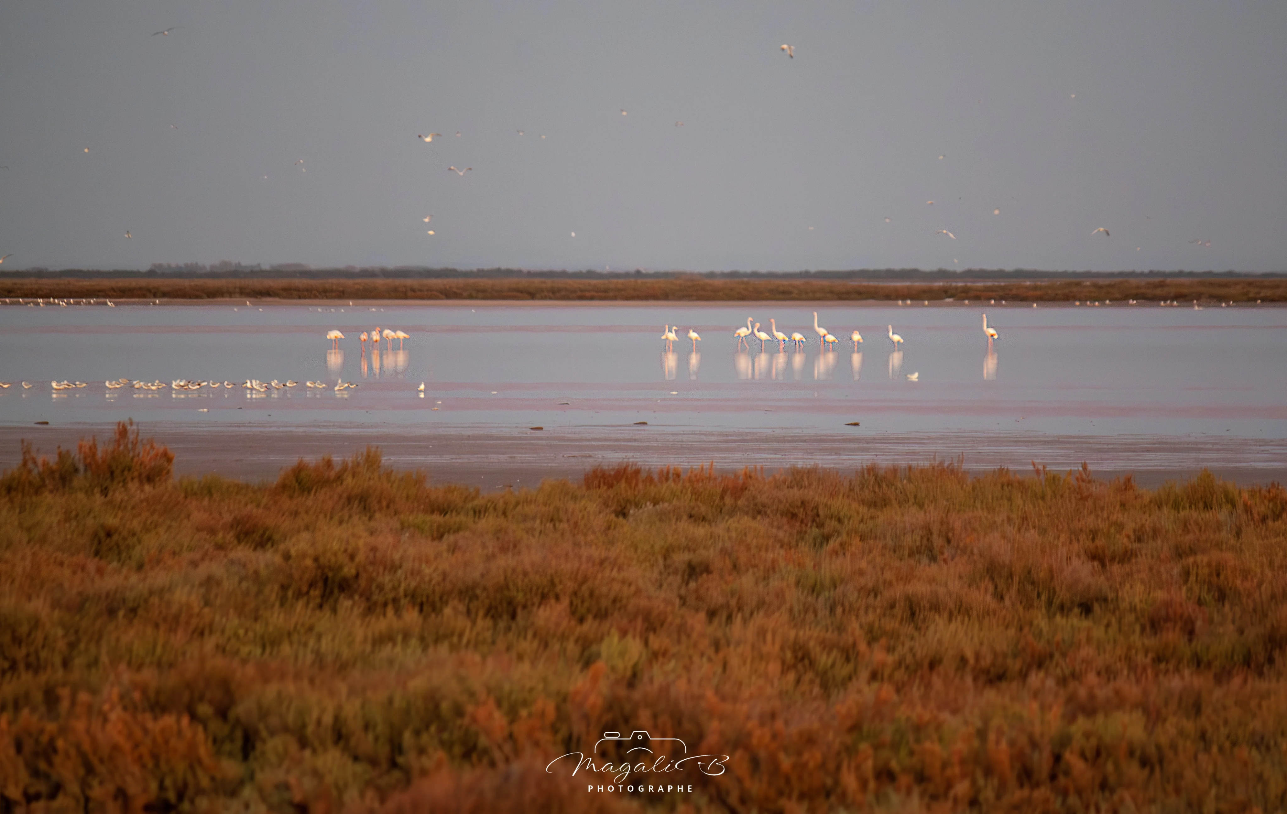 Flamants au décollage