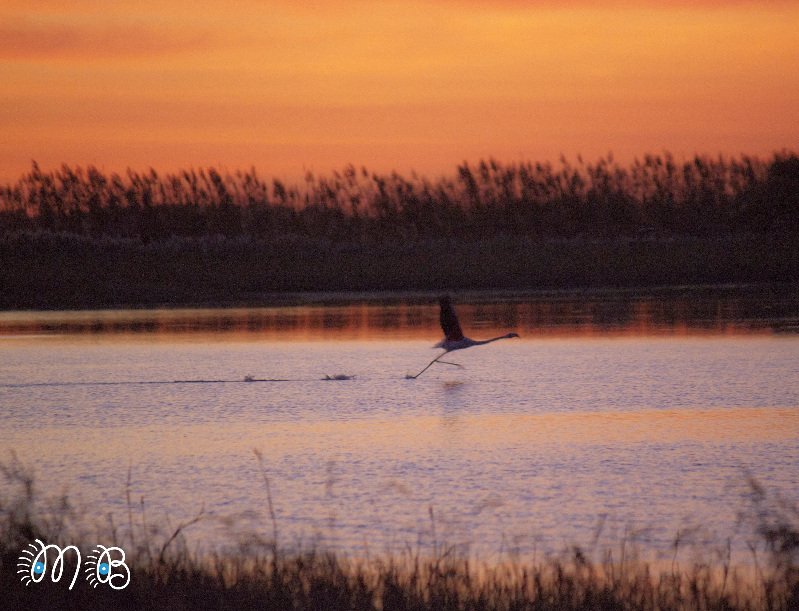 Héron sur un cheval