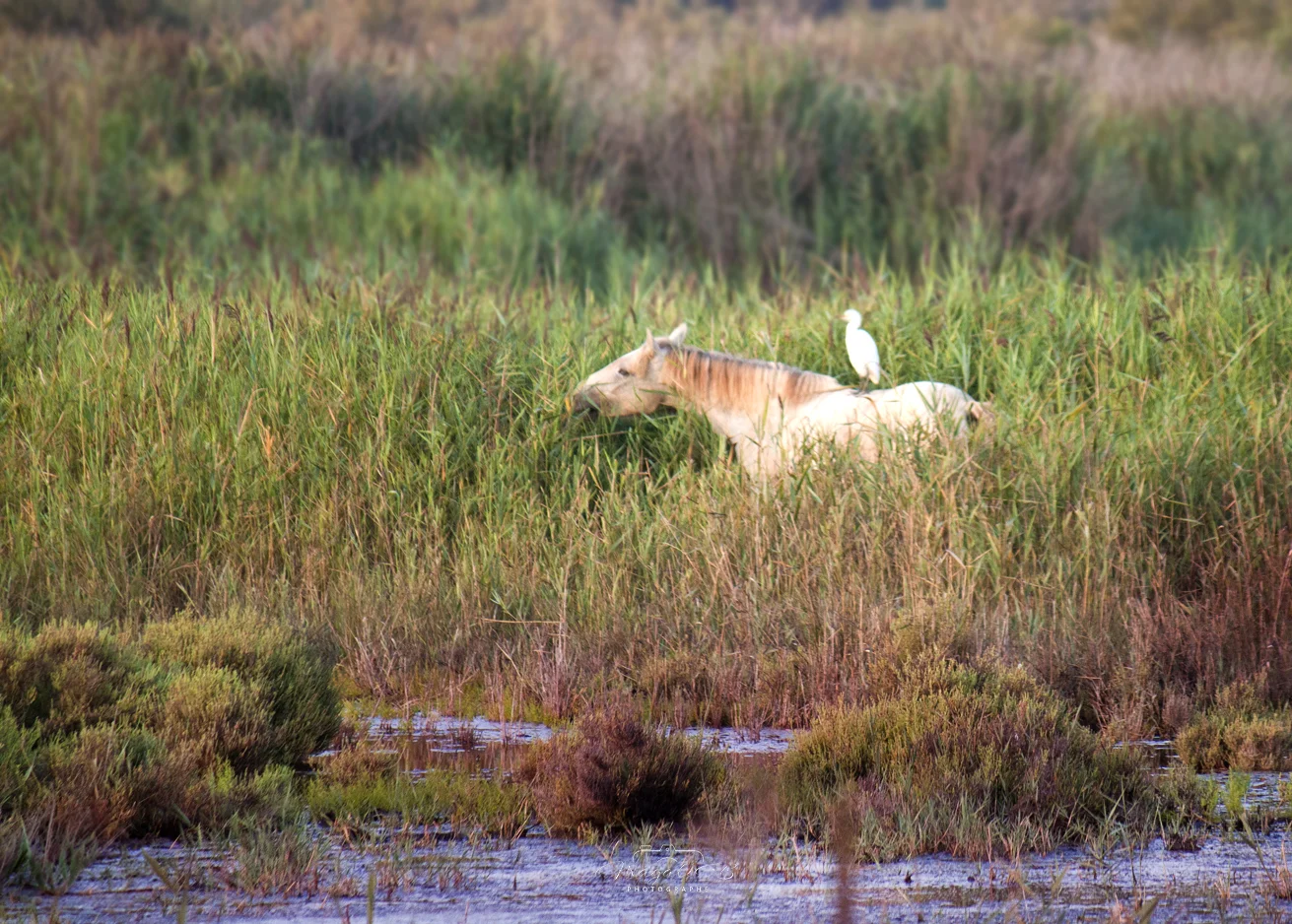 Oiseaux de Camargue