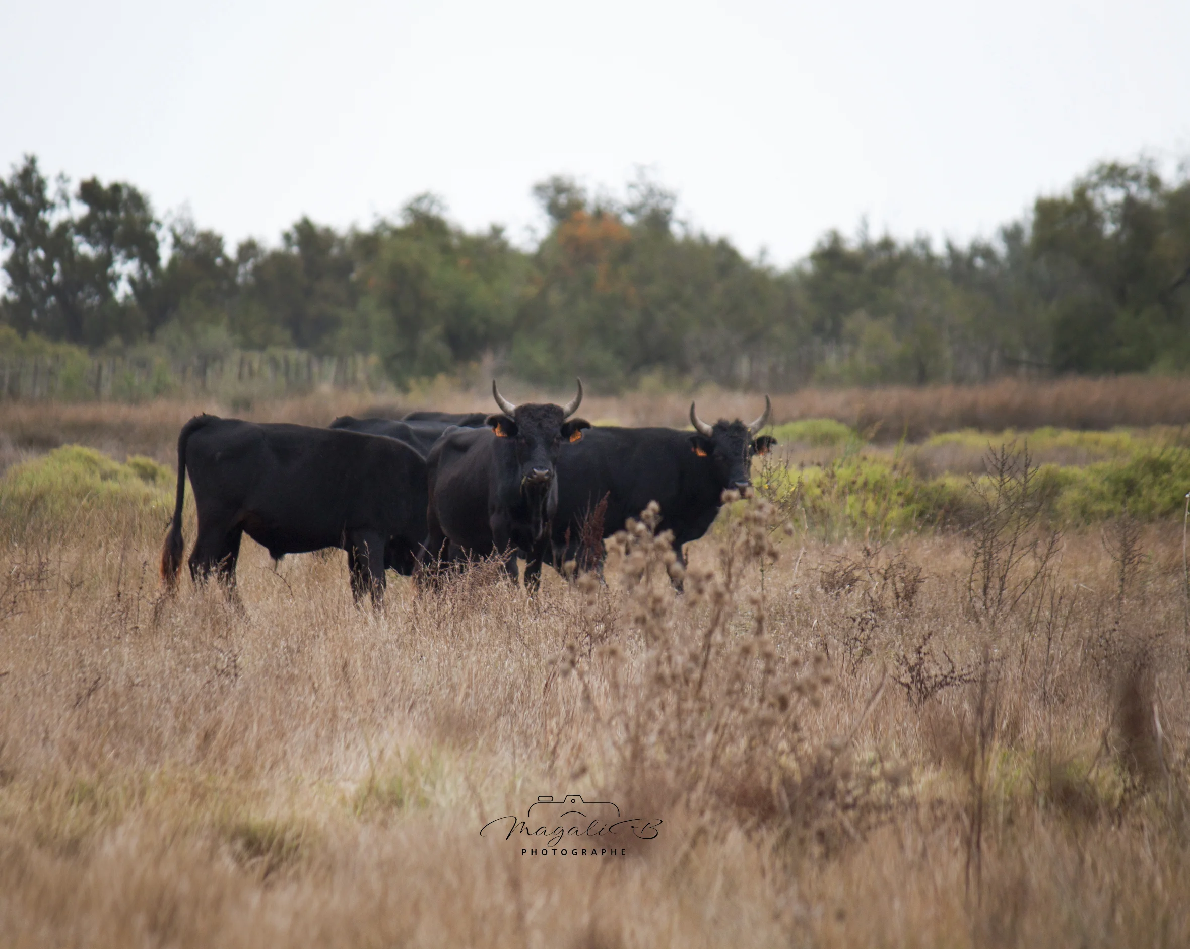 Taureaux de Camargue