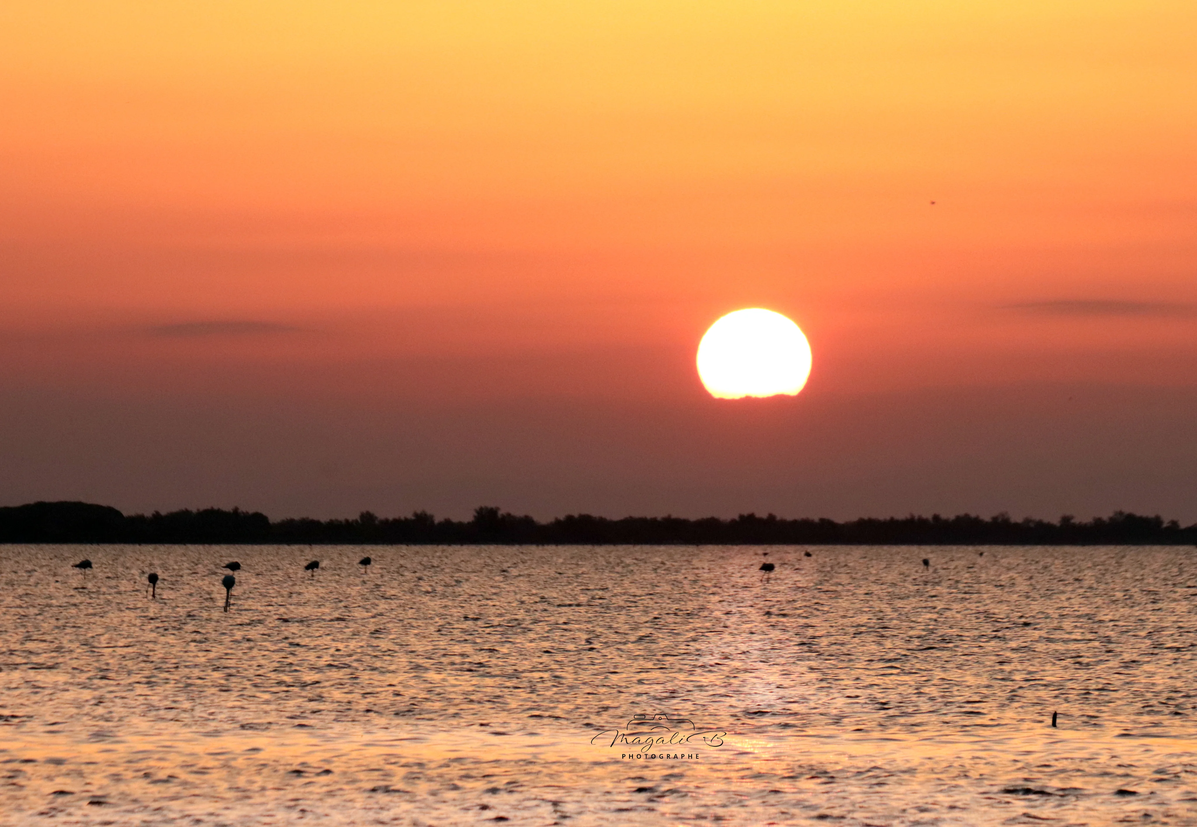 Lever de soleil sur les étangs