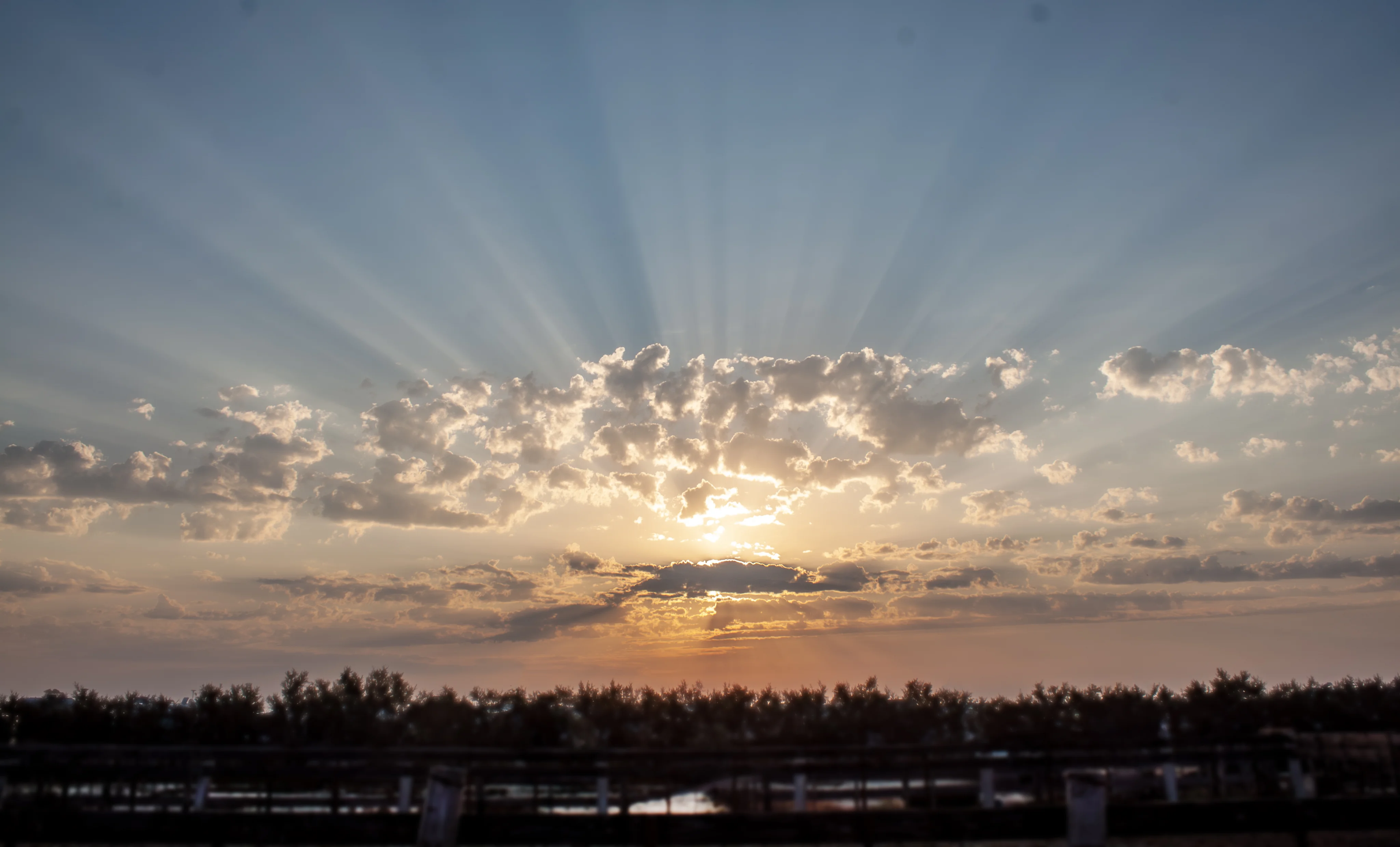 Végétation sauvage