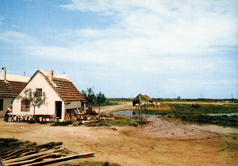 Paysage camarguais du Mas du Simbèu
